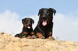BEAUCERON - ADULTS and PUPPIES 025